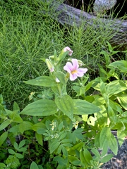 Erythranthe erubescens