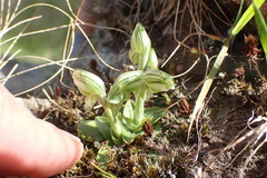Pterostylis tanypoda
