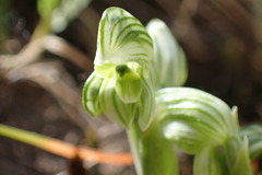 Pterostylis tanypoda