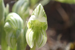 Pterostylis tanypoda