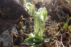 Pterostylis tanypoda