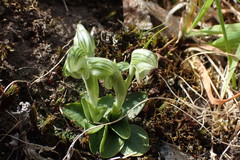 Pterostylis tanypoda