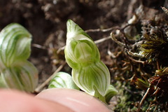 Pterostylis tanypoda