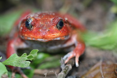 Dyscophus antongilii