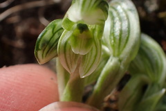 Pterostylis tanypoda