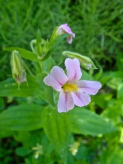 Erythranthe erubescens