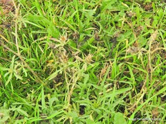 Centaurea × pouzinii