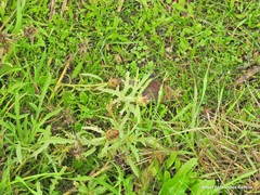 Centaurea × pouzinii