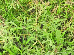Centaurea × pouzinii