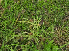 Centaurea × pouzinii
