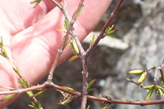 Coprosma brunnea