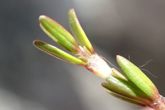 Coprosma brunnea