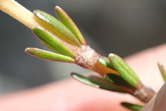 Coprosma brunnea