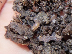 Chaetophiloscia sicula