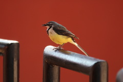 Motacilla flaviventris