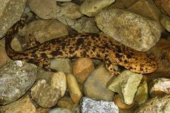 Japanese Giant Salamander photo 4