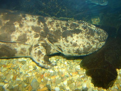 Japanese Giant Salamander, photo 7 of 10