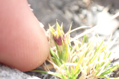 Colobanthus strictus