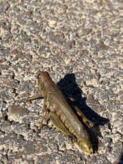 Melanoplus differentialis