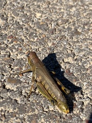 Melanoplus differentialis