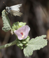 Malacothamnus aboriginum