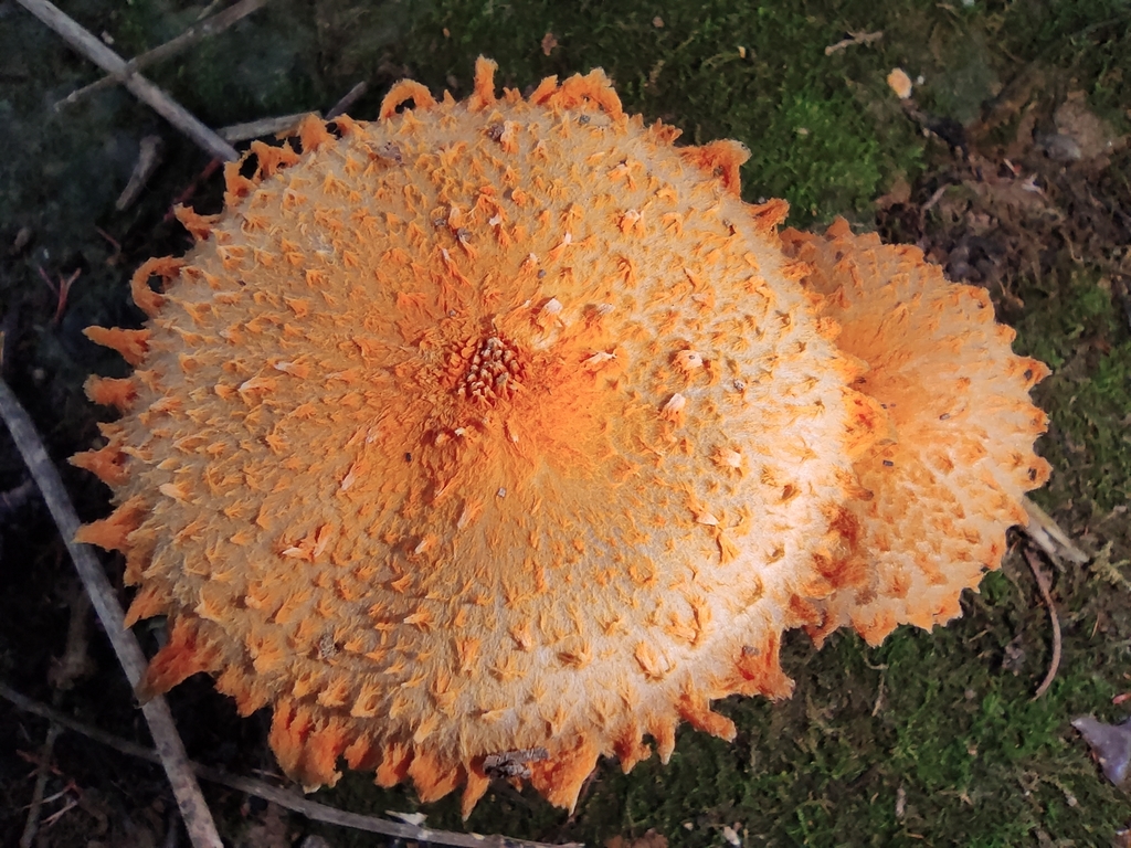 Golden Fleece Mushroom
