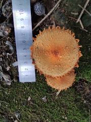 Agaricus crocopeplus