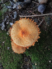 Agaricus crocopeplus
