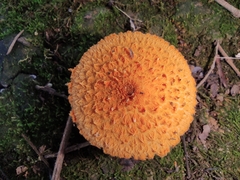 Agaricus crocopeplus
