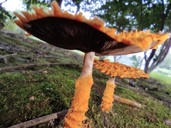 Agaricus crocopeplus