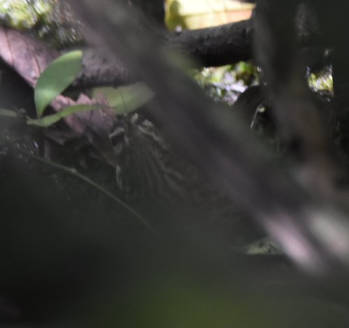 Parkesia image
