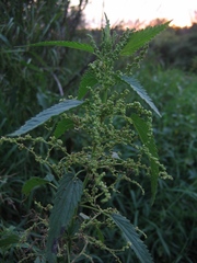 Urtica sondenii