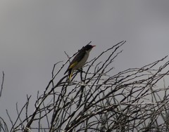 Grantiella picta