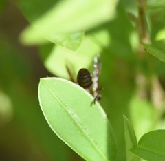 Hoplisoides semipunctatus