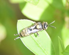 Hoplisoides semipunctatus
