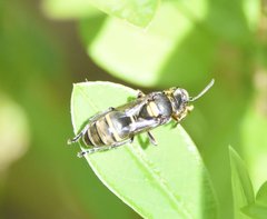 Hoplisoides semipunctatus