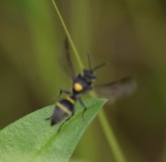 Hoplisoides semipunctatus