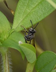 Hoplisoides semipunctatus