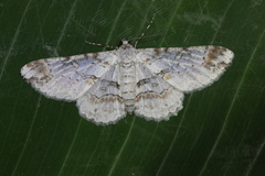 Iridopsis orizabaria