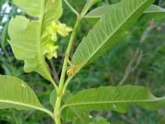 Misumenops