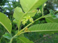 Misumenops