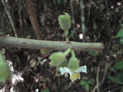 Bellucia mespiloides