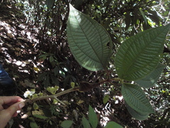 Bellucia mespiloides