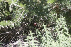 Lagonosticta rubricata