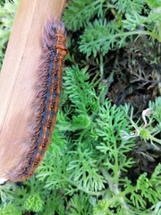 Bombycopsis capicola