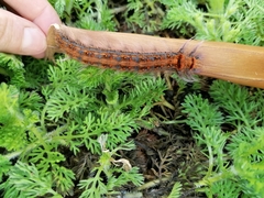 Bombycopsis capicola
