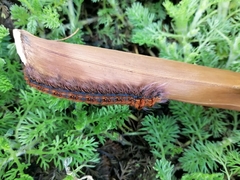 Bombycopsis capicola