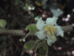 Bellucia mespiloides