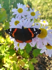 Vanessa atalanta