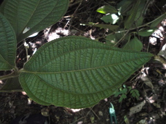 Bellucia mespiloides